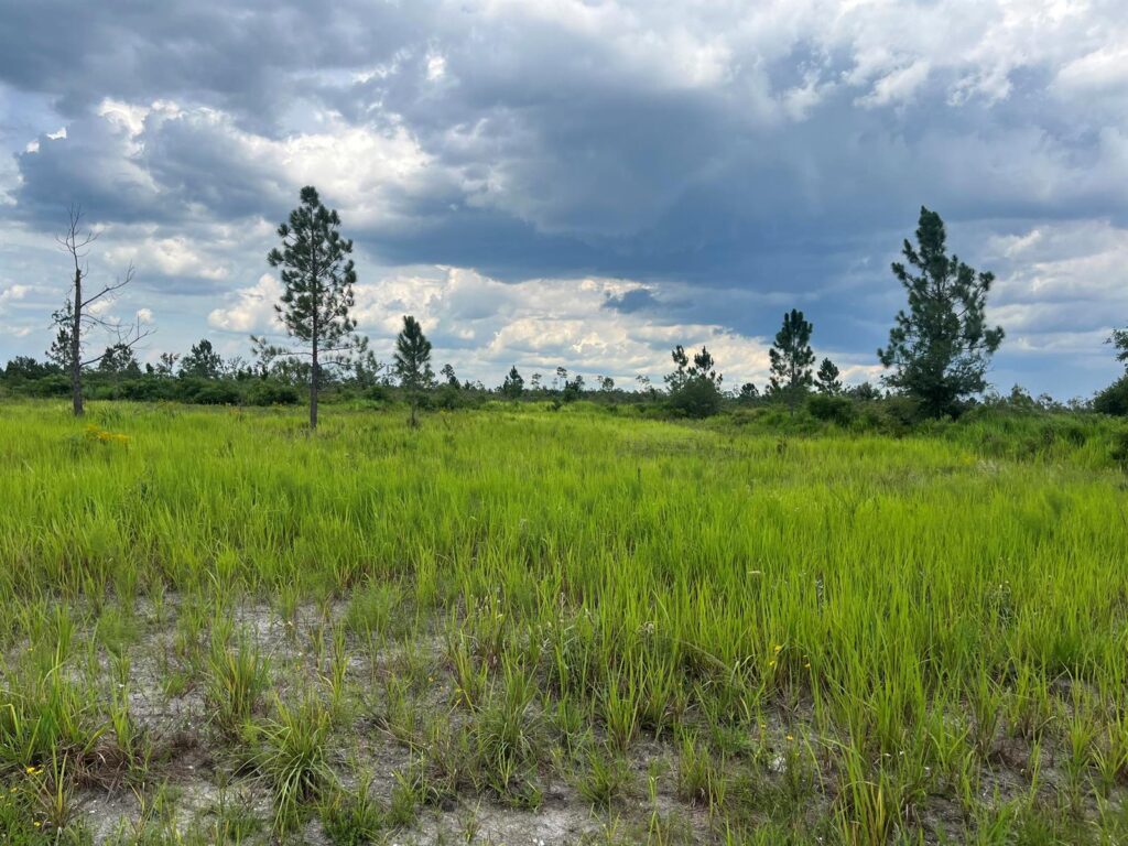 0 Pinnata Drive, Lake Wales FL 33898