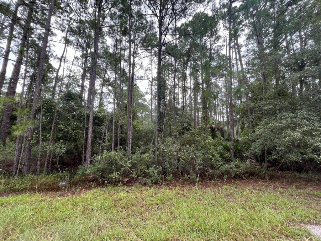 117 Mosswood Street, FL 32139