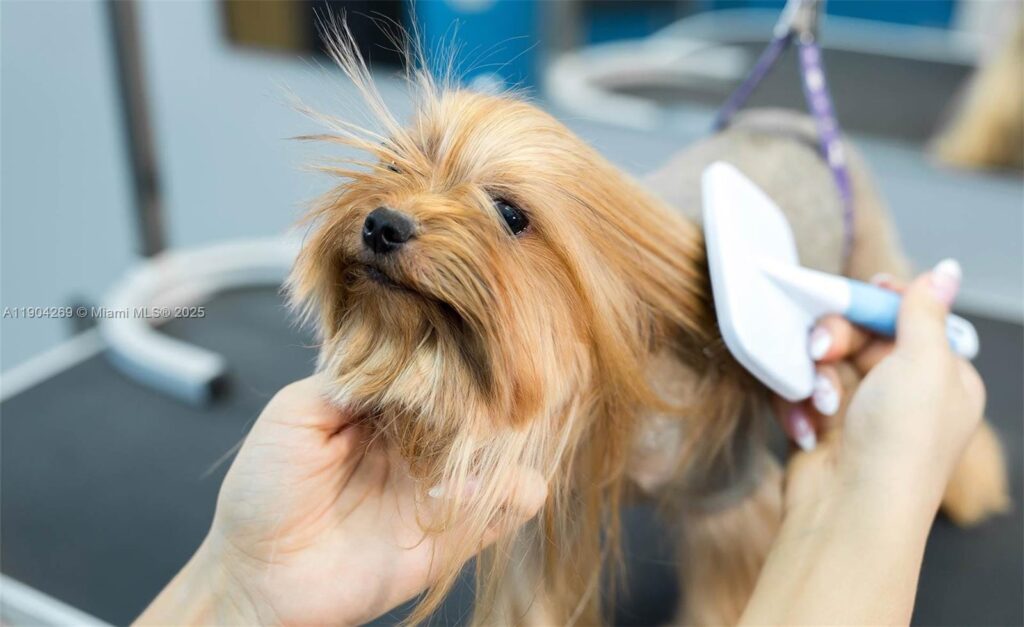 Pet Grooming, Pompano Beach FL 33060