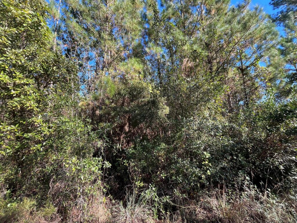 223 Mourning Dove Road, FL 32189