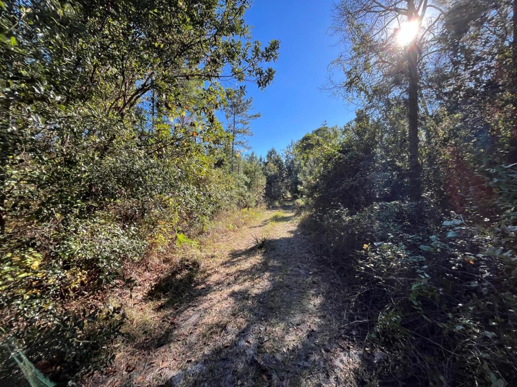 223 Mourning Dove Road, FL 32189
