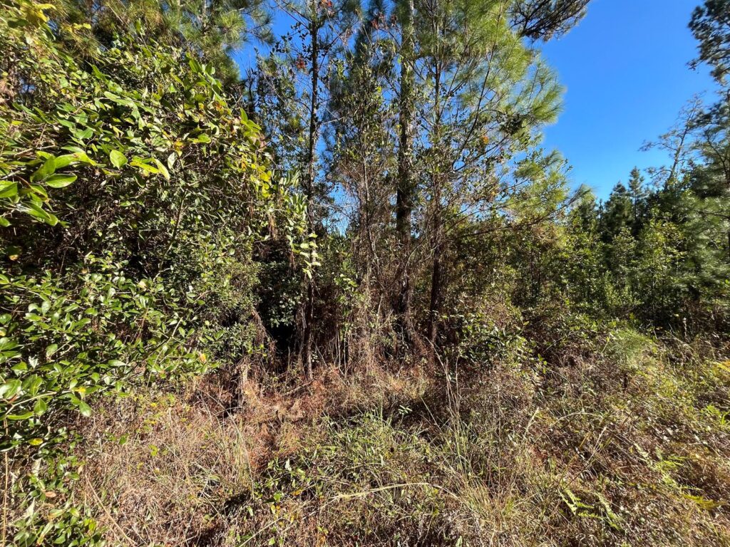 223 Mourning Dove Road, FL 32189