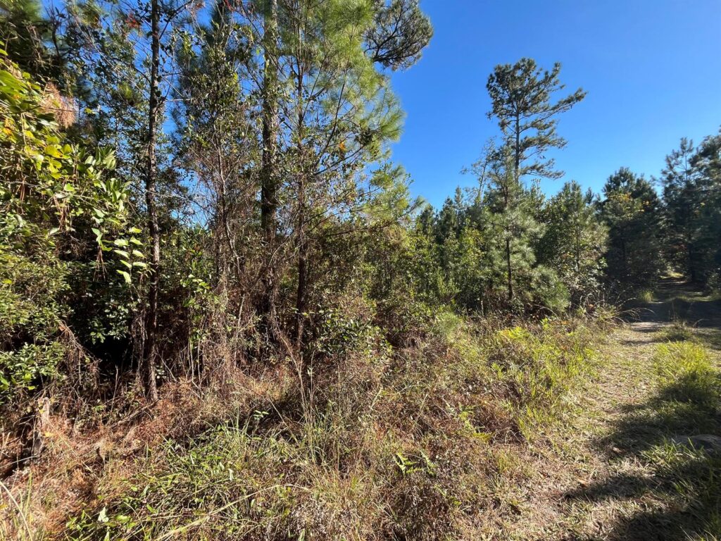 223 Mourning Dove Road, FL 32189